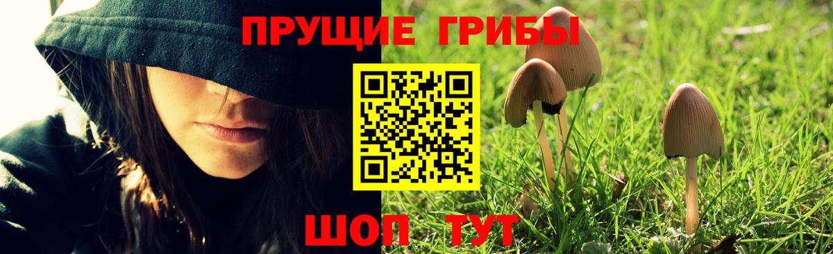 Галлюциногенные грибы Psilocybe Назрань